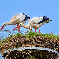 Buy canvas prints of White Storks on Nest by Arterra 
