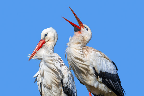 White Stork Clapping Bill Picture Board by Arterra 