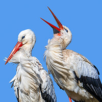 Buy canvas prints of White Stork Clapping Bill by Arterra 