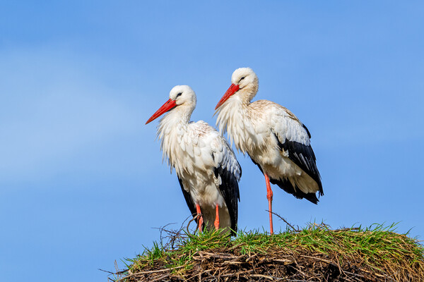 White Stork Pair on Nest Picture Board by Arterra 