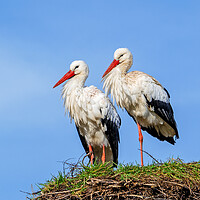 Buy canvas prints of White Stork Pair on Nest by Arterra 