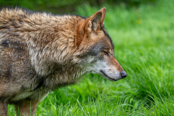 Wolf in Meadow Picture Board by Arterra 