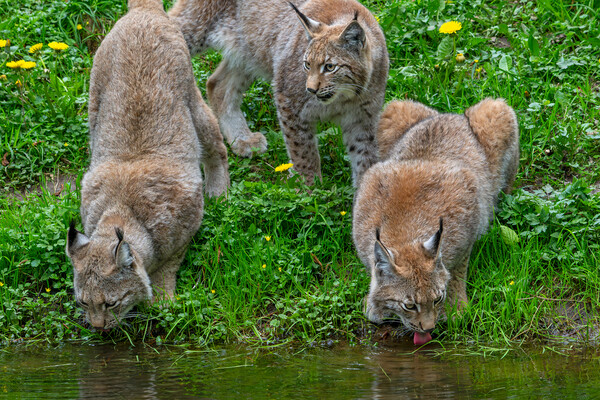 Drinking Lynxes Picture Board by Arterra 