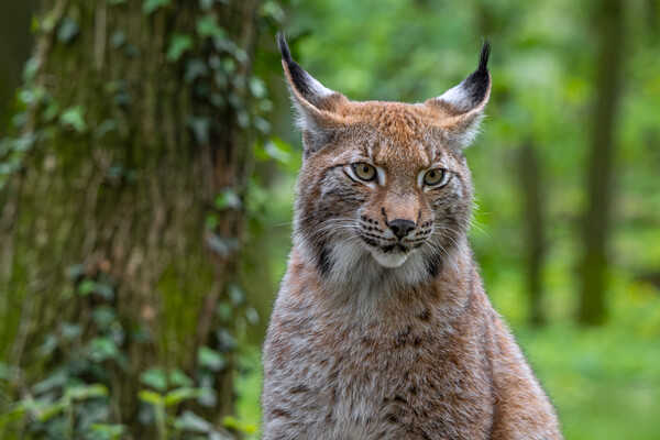 Lynx in Forest Picture Board by Arterra 