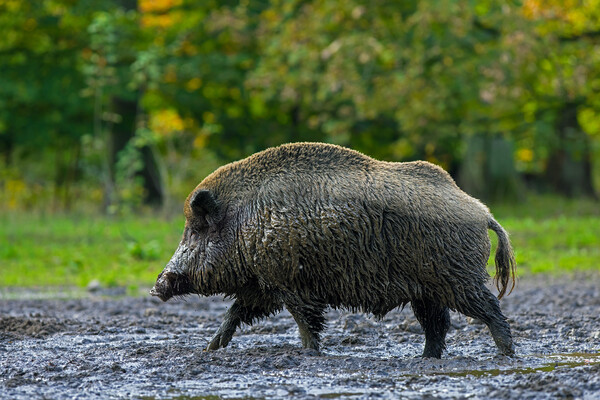 Wild Boar in Woodland Picture Board by Arterra 