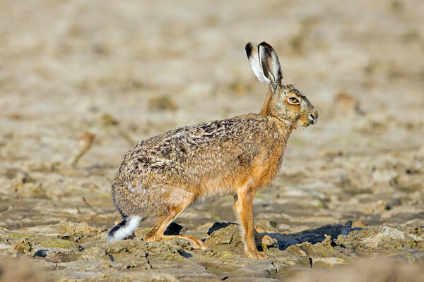 Brown Hare in Field Picture Board by Arterra 