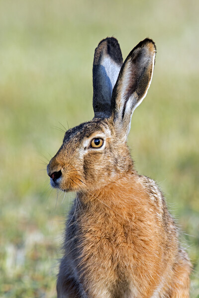 Brown Hare Close-Up Picture Board by Arterra 