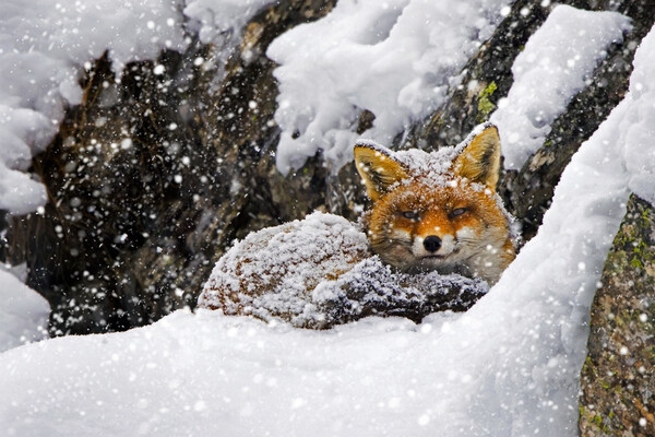 Red Fox during Snowfall Picture Board by Arterra 