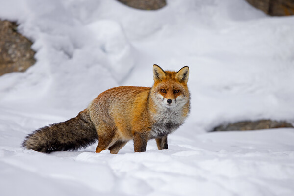 Red Fox in the Mountains Picture Board by Arterra 