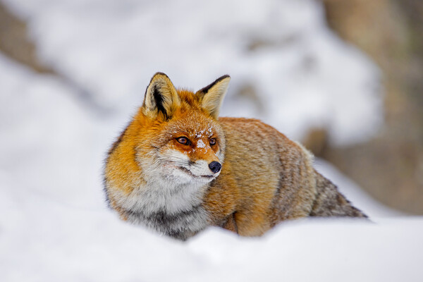 Red Fox Hunting in Winter Picture Board by Arterra 