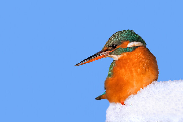 Common Kingfisher in Winter Picture Board by Arterra 