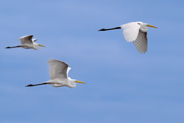 Great White Egrets in Flight Picture Board by Arterra 