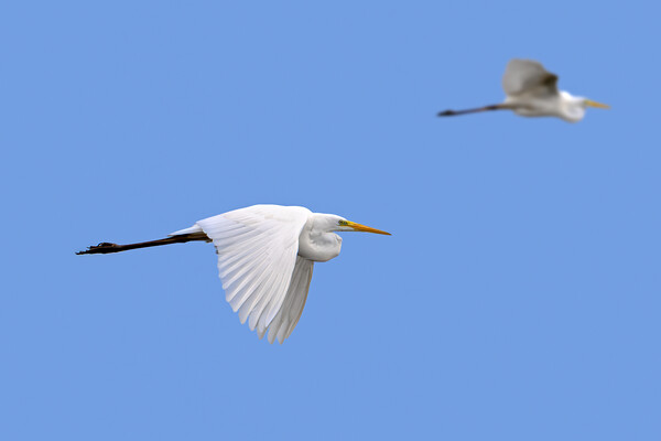 Two Flying Great White Egrets Picture Board by Arterra 