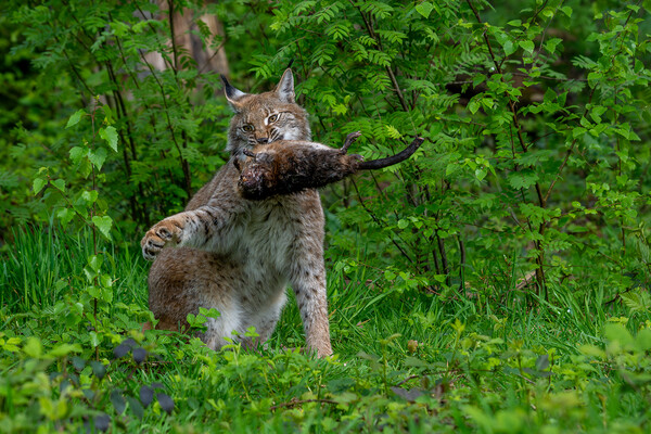 Lynx with Prey in Forest Picture Board by Arterra 