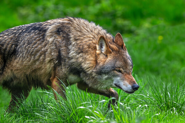 Wolf Stalking Prey Picture Board by Arterra 