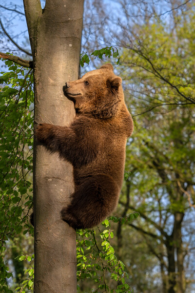 Brown Bear Climbing Tree Picture Board by Arterra 
