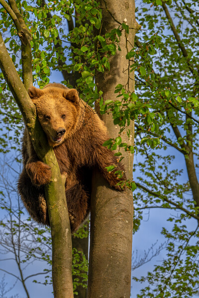 Brown Bear Stuck in Tree Picture Board by Arterra 