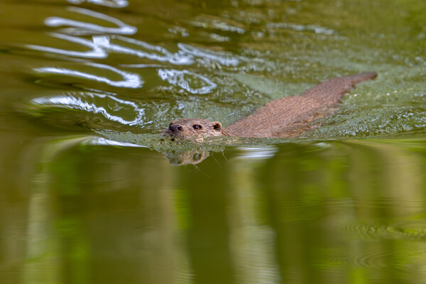 Swimming River Otter Picture Board by Arterra 