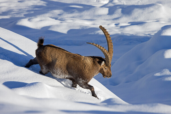 Alpine Ibex in the Snow Picture Board by Arterra 