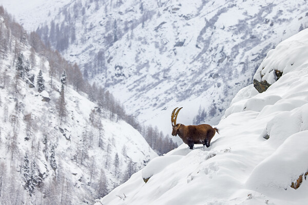 Alpine Ibex in the Alps Picture Board by Arterra 