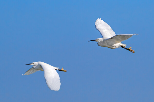 Two Little Egrets in Flight Picture Board by Arterra 