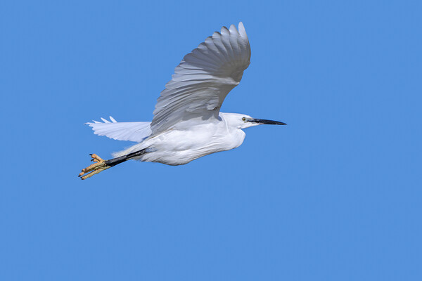 Flying Little Egret Picture Board by Arterra 