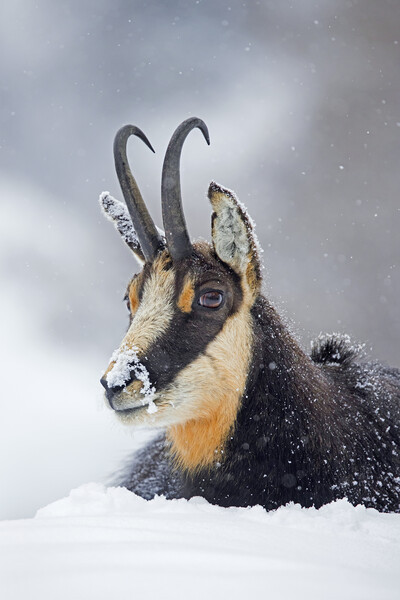 Alpine Chamois in the Snow Picture Board by Arterra 