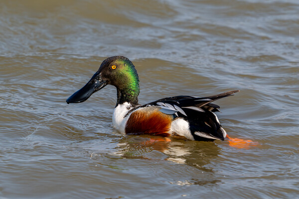 Northern Shoveler Swimming in Lake Picture Board by Arterra 