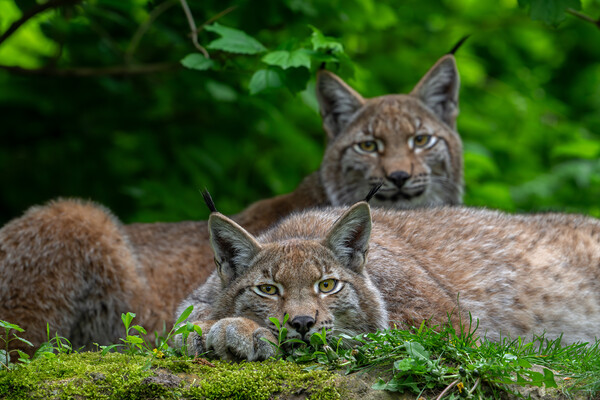 Two Lynxes Resting in Forest Picture Board by Arterra 