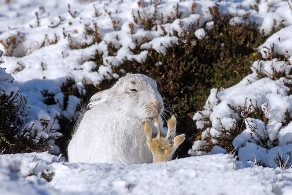 White Mountain Hare Grooming in the Snow Picture Board by Arterra 