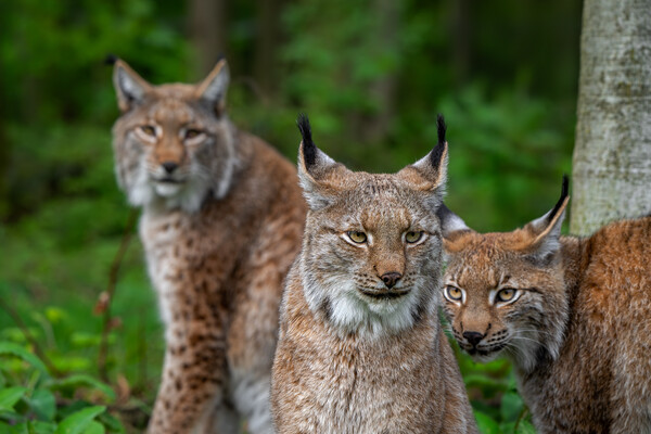 Three Lynxes in Forest Picture Board by Arterra 