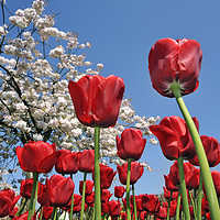 Buy canvas prints of Red Tulips by Arterra 