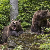 Buy canvas prints of Brown Bear Couple in Forest by Arterra 