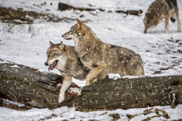 Wolf Pack Hunting in the Snow Picture Board by Arterra 