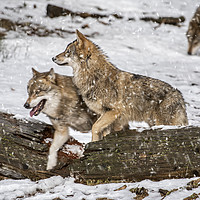 Buy canvas prints of Wolf Pack Hunting in the Snow by Arterra 