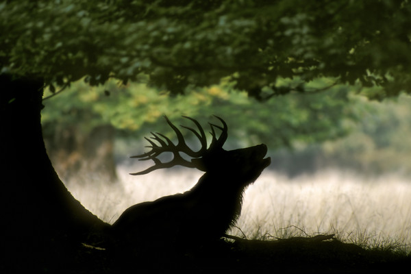 Red Deer Stag bellowing under Tree Picture Board by Arterra 