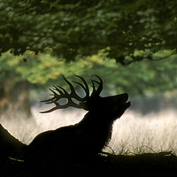 Buy canvas prints of Red Deer Stag bellowing under Tree by Arterra 