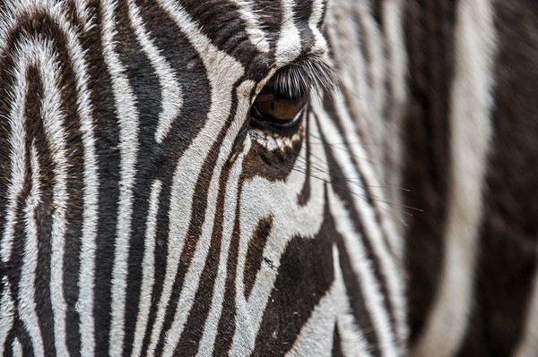 Zebra Stripes Picture Board by Arterra 