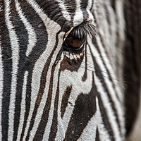 Buy canvas prints of Zebra Stripes by Arterra 