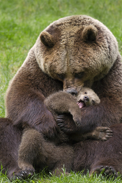 Brown Bear Mother cuddling Cub Picture Board by Arterra 
