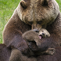 Buy canvas prints of Brown Bear Mother cuddling Cub by Arterra 