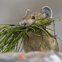 Buy canvas prints of American Pika with Mouthful by Arterra 