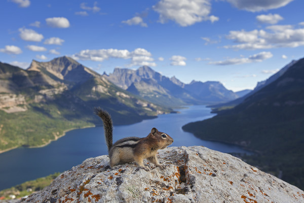 Ground Squirrel in Canadian Rockies Picture Board by Arterra 