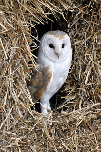 Barn Owl in Haystack Picture Board by Arterra 