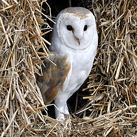 Buy canvas prints of Barn Owl in Haystack by Arterra 