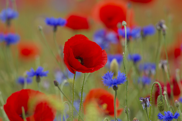Poppies and Cornflowers in Meadow Picture Board by Arterra 