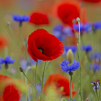Buy canvas prints of Poppies and Cornflowers in Meadow by Arterra 