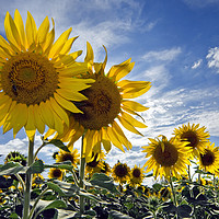 Buy canvas prints of Sunflowers by Arterra 