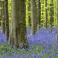 Buy canvas prints of Bluebells in Beech Forest by Arterra 