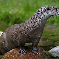 Buy canvas prints of River Otter by Arterra 